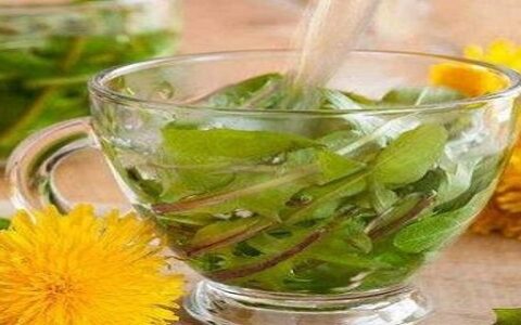 蒲公英茶可以天天喝吗