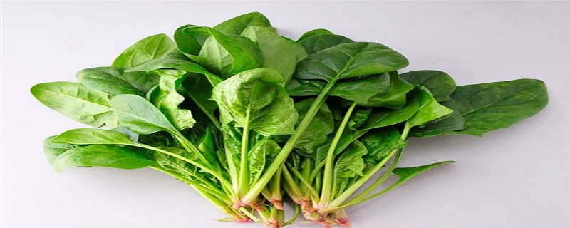 菠菜不能和什么一起吃