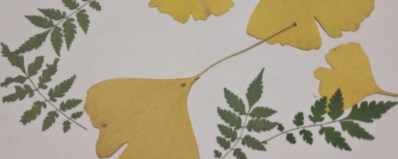 树叶贴画简单又好看