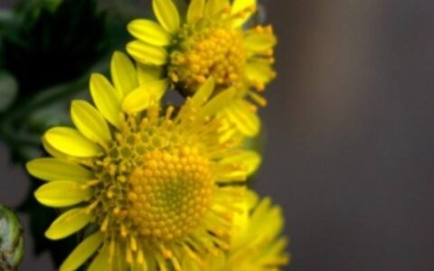 野菊花怎样处理才能喝