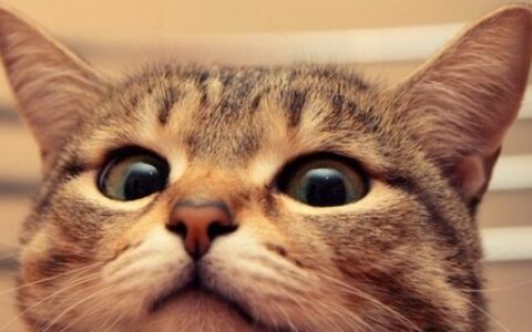 猫传腹是什么病