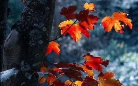 想念一个人的暖心情话