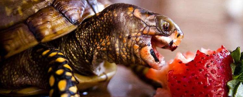 小乌龟冬天干养还是水养好