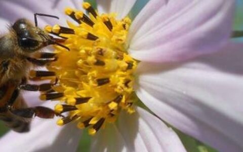 被马蜂蛰了怎么处理