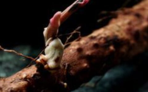 山药长出芽了还能吃吗