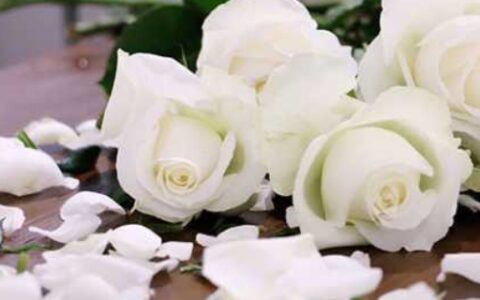 白玫瑰代表什么