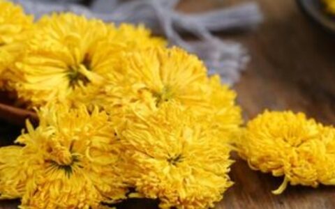 贡菊的功效与作用