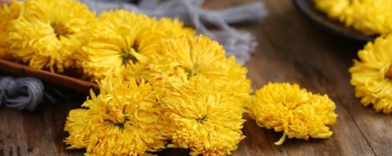 贡菊的功效与作用