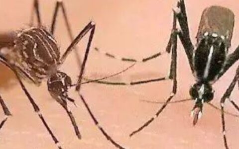 用手机吸引蚊子的方法