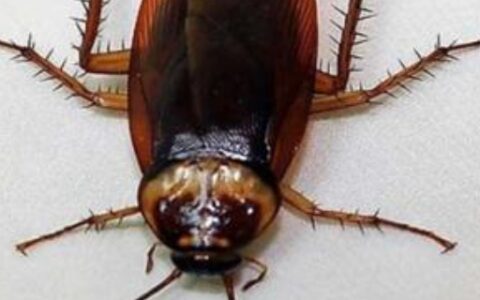 高楼层的蟑螂从哪里来的