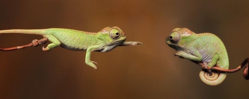 变色龙为什么会变色