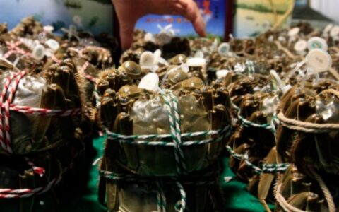 活螃蟹怎么保存过夜