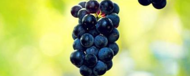 吃葡萄上火吗