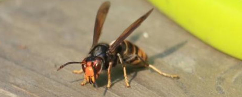马蜂蛰了判断有无刺