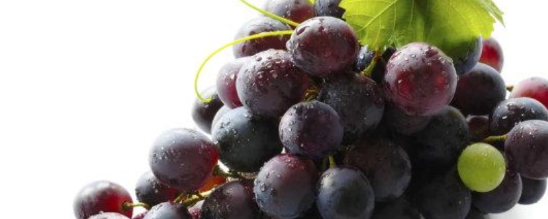 家庭葡萄酒的制作方法