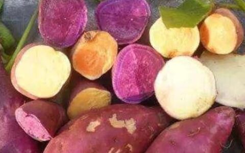 地瓜和红薯的区别