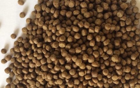 钓大鱼用什么饵料