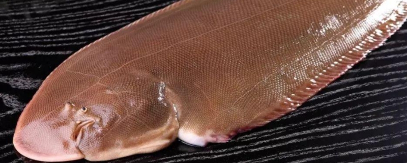 巴沙鱼和龙利鱼的区别