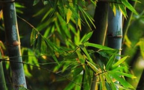 竹子是草还是树