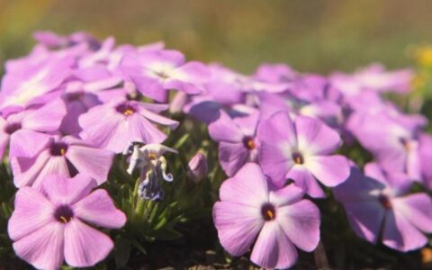 手机壁纸一般多大尺寸