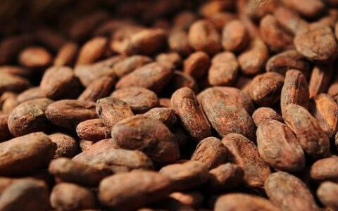 代可可脂和可可脂区别