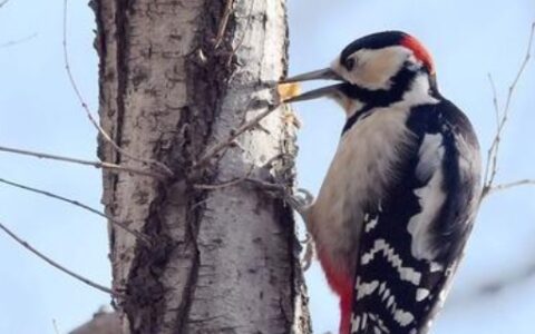 啄木鸟的外貌与特点