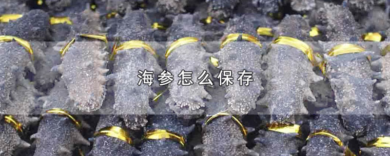 海参怎么保存