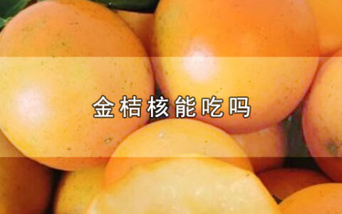 金桔核能吃吗