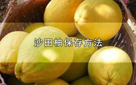 沙田柚保存方法