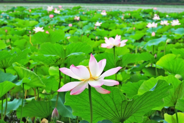 透是什么梗 我透你什么意思