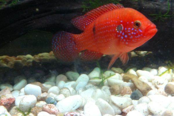 为什么说鱼的记忆只有7秒