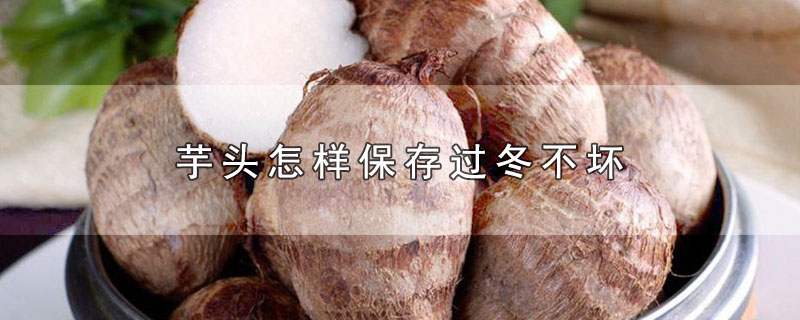 芋头怎样保存过冬不坏
