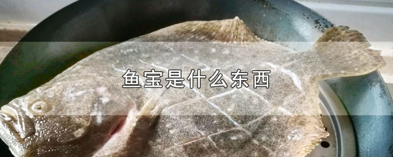 鱼宝是什么东西