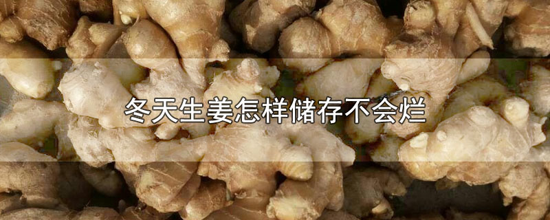 冬天生姜怎样储存不会烂