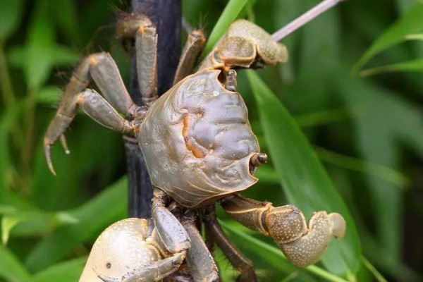 螃蟹舞是什么梗