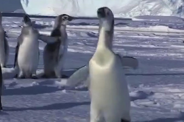 企鹅行走时为什么排成一列纵队