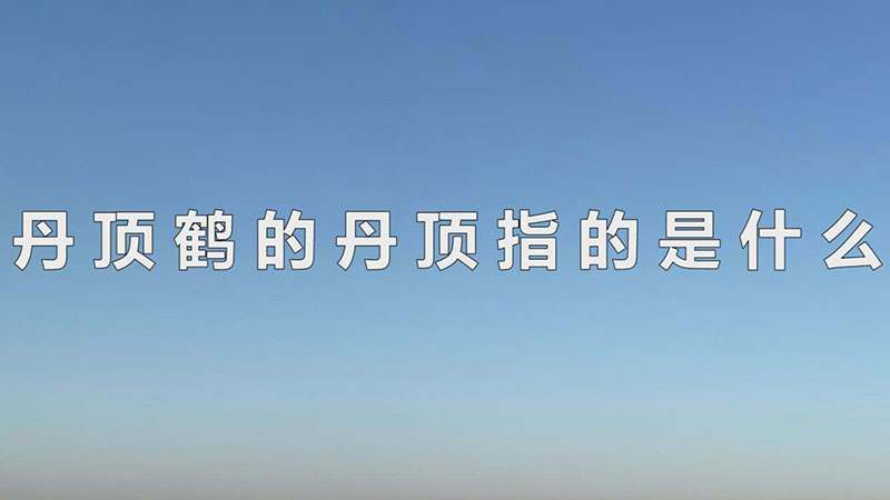 丹顶鹤的丹顶指的是什么