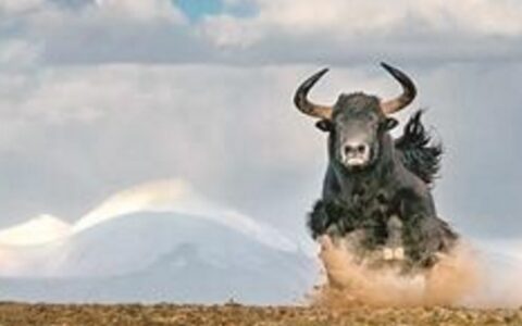 耗牛和牦牛的区别