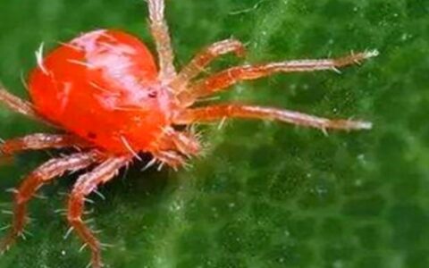 特别小的红色的小蜘蛛是什么