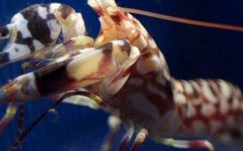 枪虾和虾虎鱼的关系