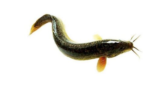 养泥鳅一亩一般赚多少