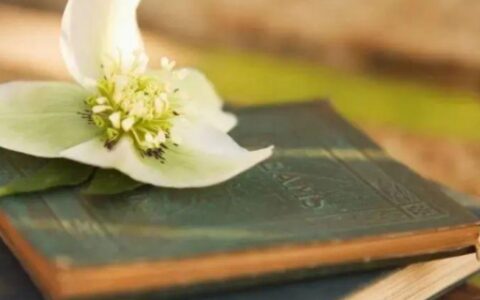 求类似饕餮盛宴草草鸟事的小说