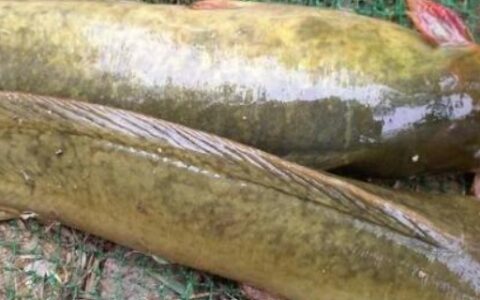 螗鲺鱼是什么鱼