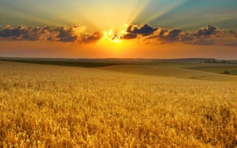 什么的稻田填合适的词