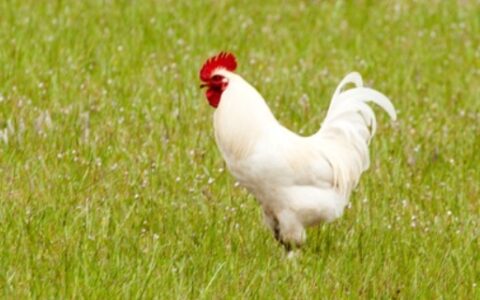 家里养白公鸡什么讲究
