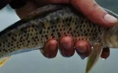 激浪鱼的学名是什么