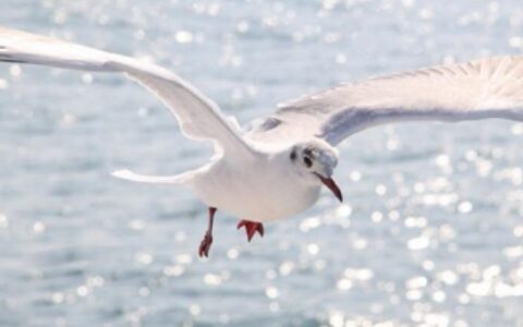 海鸥的特点和象征意义是什么