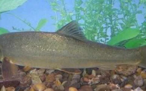 淮王鱼是什么鱼