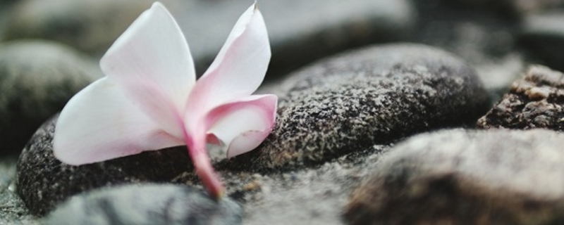 花开花落自有时的下一句是什么