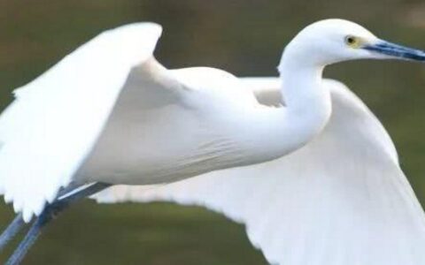 清澄在白鹭中的意思